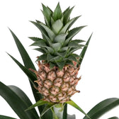 Nahaufnahme von Ananas comosus 'Corona' mit kleiner rosabrauner Frucht und grünem Blattschopf