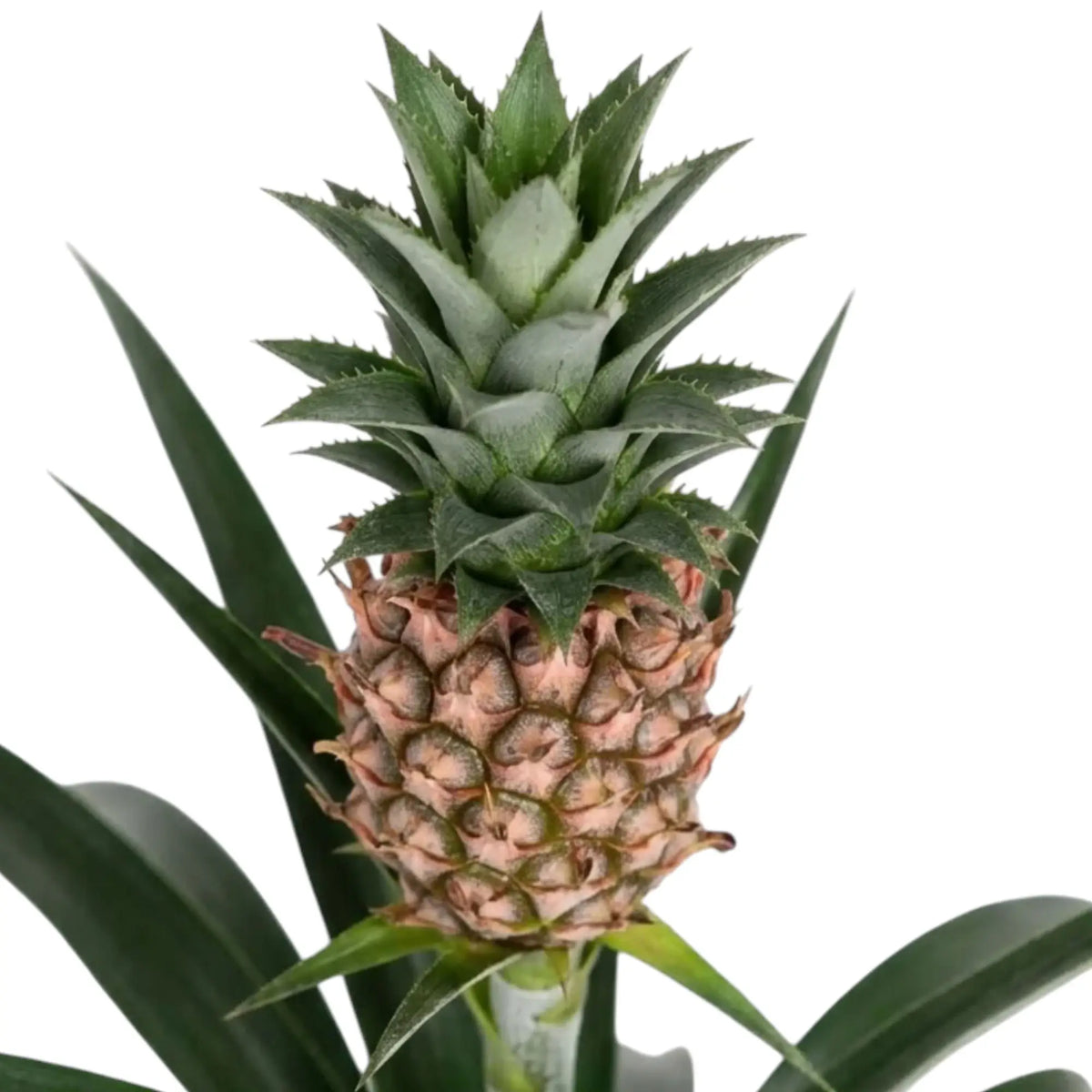 Nahaufnahme von Ananas comosus 'Corona' mit kleiner rosabrauner Frucht und grünem Blattschopf