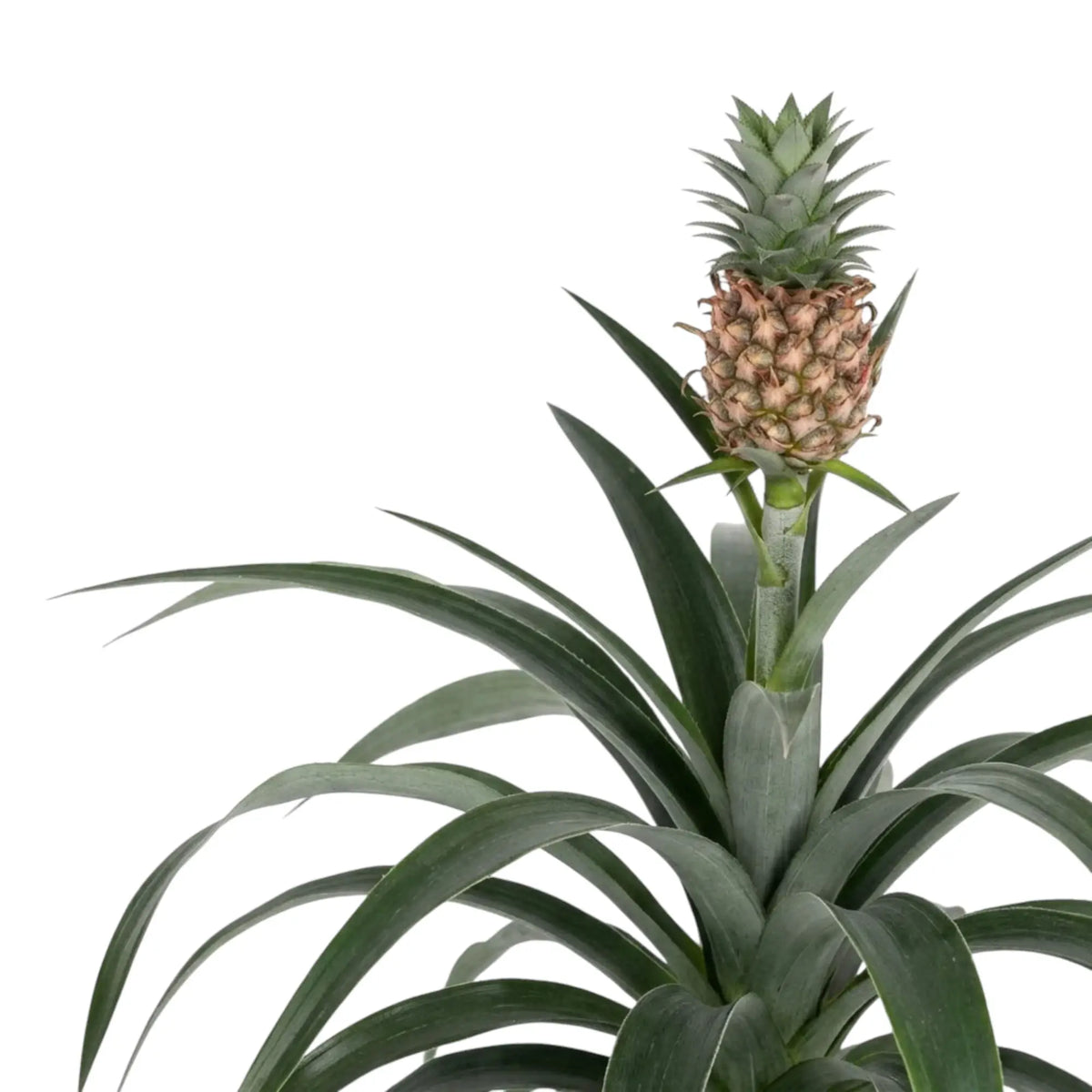 Zierananas 'Corona' mit kleiner Ananasfrucht auf langem Stiel über graugrünem Blattwerk
