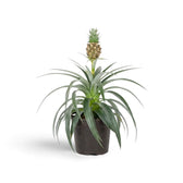 Zierananas 'Corona' im dunklen Topf mit langen, gebogenen Blättern und kleiner Frucht mit Blattschopf