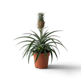 Zierananas 'Corona' im braunen Kulturtopf mit kleiner Ananasfrucht über einer Rosette schmaler Blätter