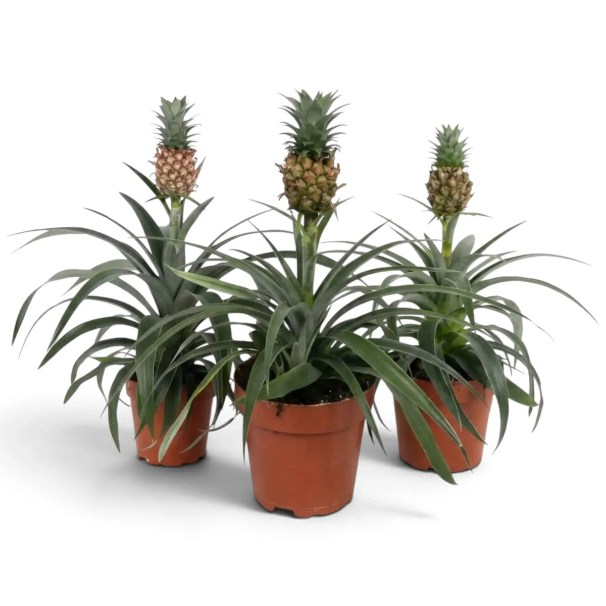 Drei Zierananas 'Corona' in braunen Töpfen, jede mit einer kleinen Ananasfrucht und Blattschopf