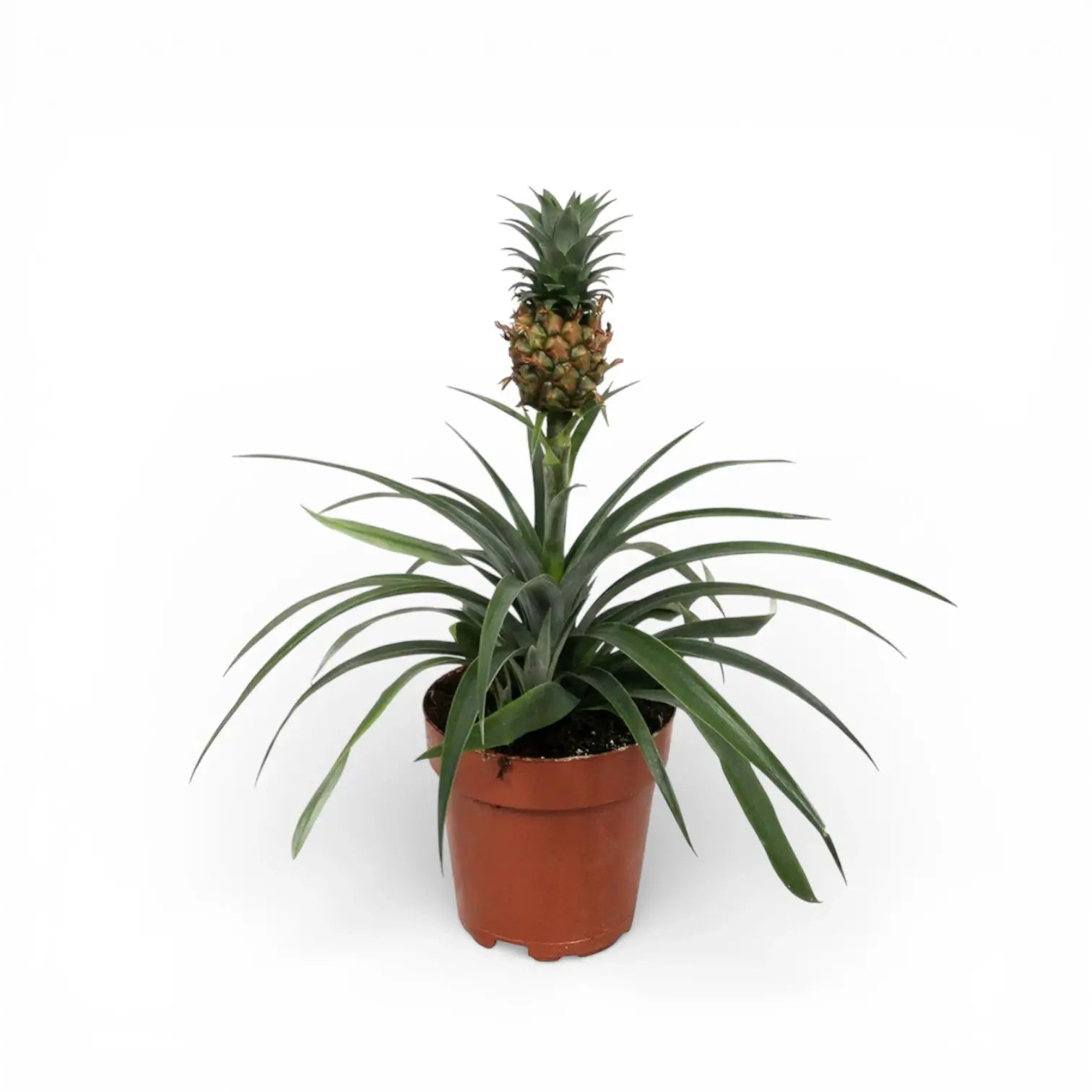 Ananas comosus 'Corona'