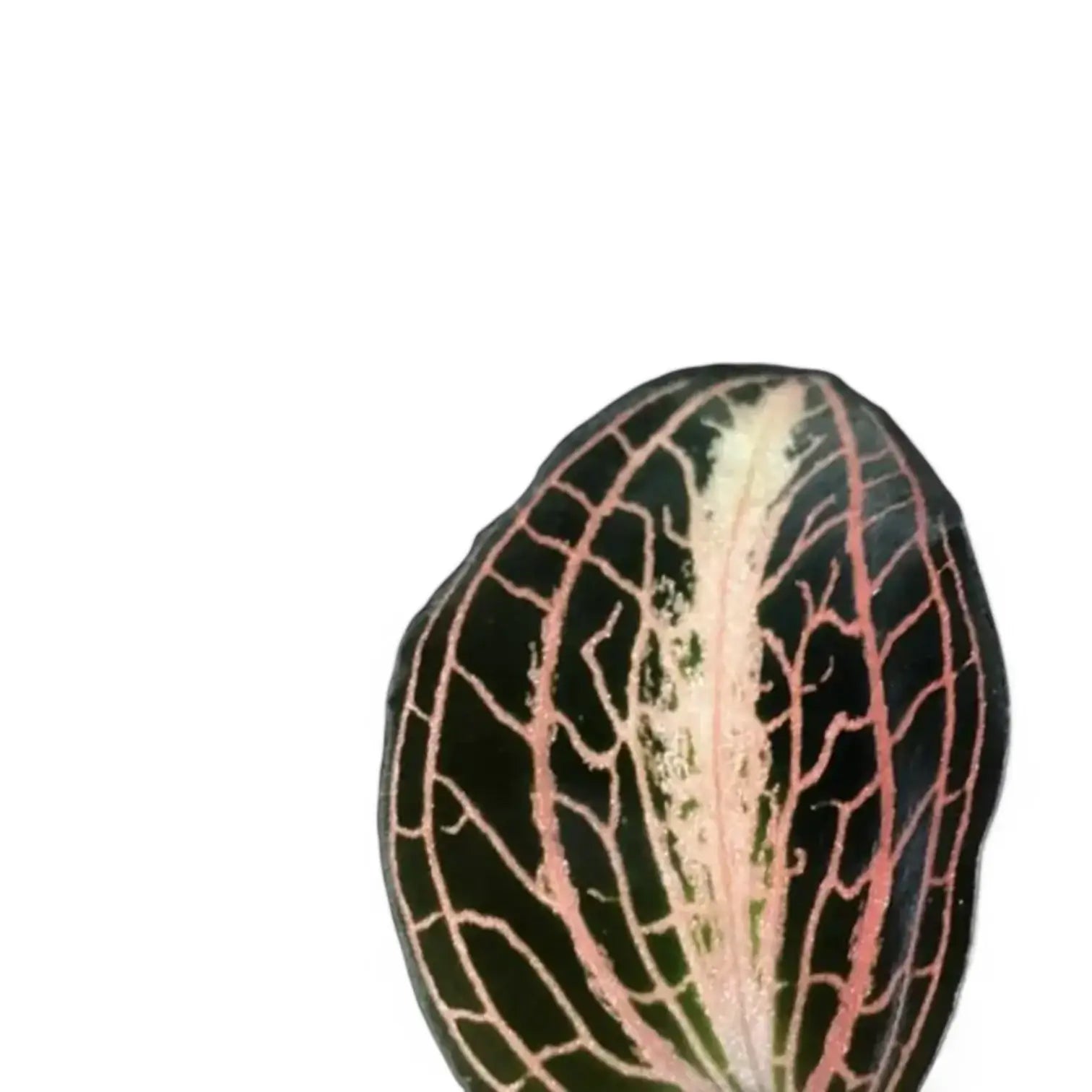 Anoectochilus albolineatus – Blattdetail vor weißem Hintergrund..