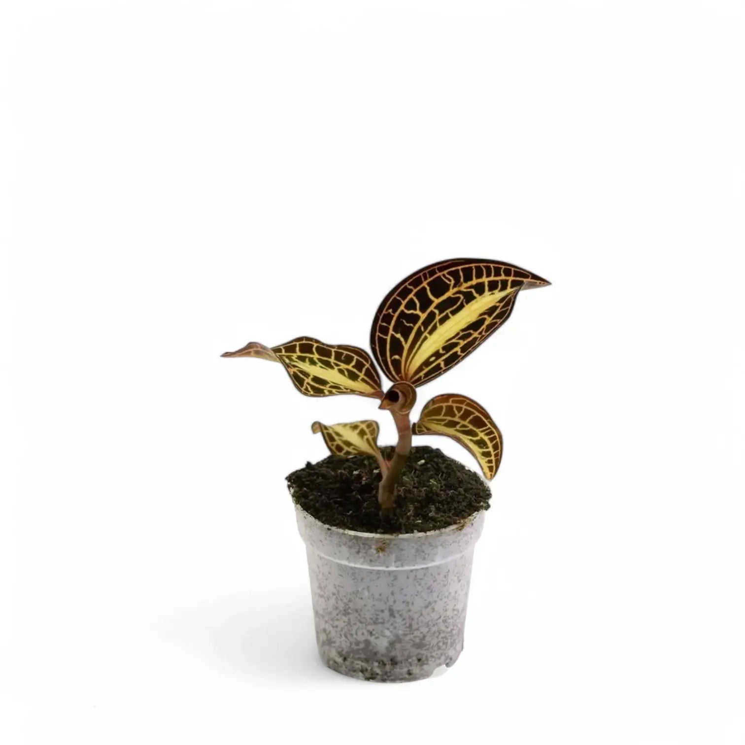 Anoectochilus albolineatus Zimmerpflanze im Anzuchttopf vor weißem Hintergrund, Produktfoto 2.