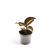 Anoectochilus albolineatus Zimmerpflanze im Anzuchttopf vor weißem Hintergrund, Produktfoto 2.