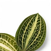 Anoectochilus albolineatus 'White Center' – Blattdetail vor weißem Hintergrund..