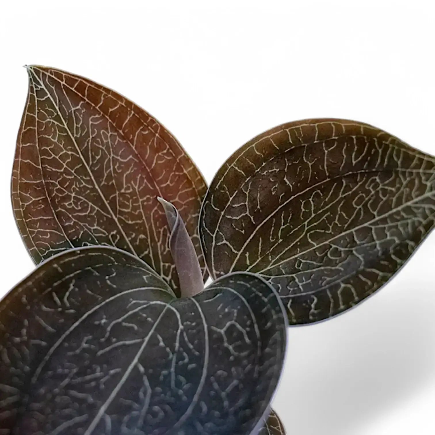 Anoectochilus burmannicus – Blattdetail vor weißem Hintergrund..