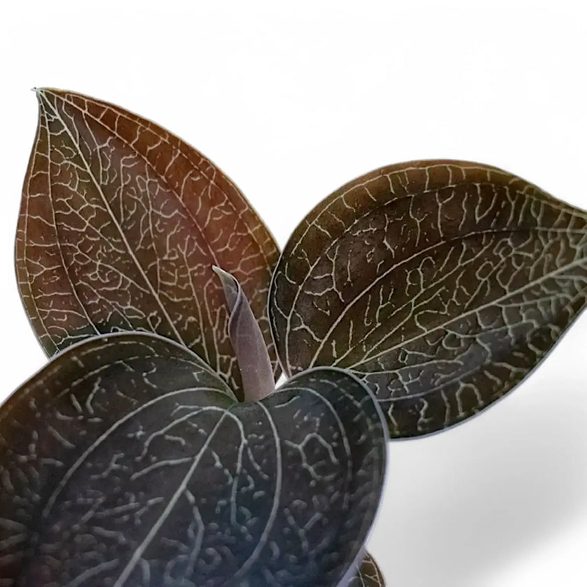 Anoectochilus burmannicus – Blattdetail vor weißem Hintergrund..