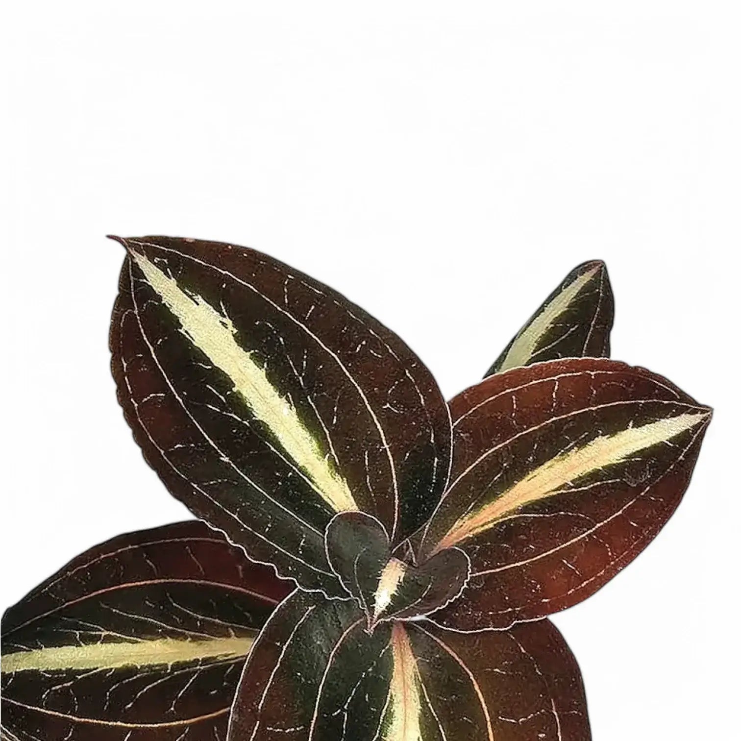 Anoectochilus lylei – Blattdetail vor weißem Hintergrund..