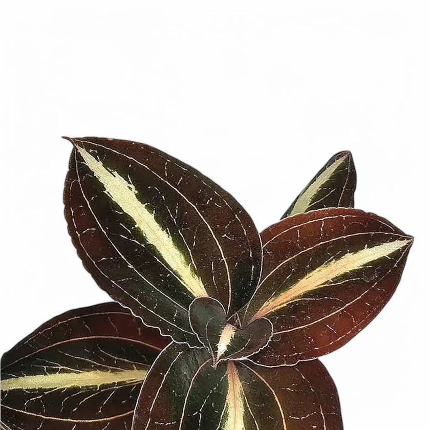 Anoectochilus lylei – Blattdetail vor weißem Hintergrund..