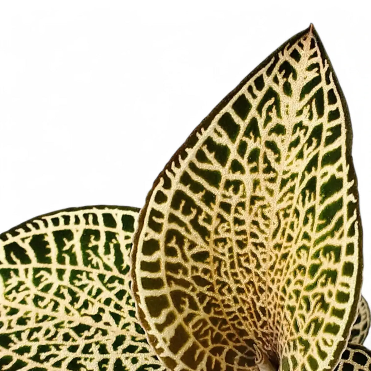 anoectochilus-roxburghii-gold-