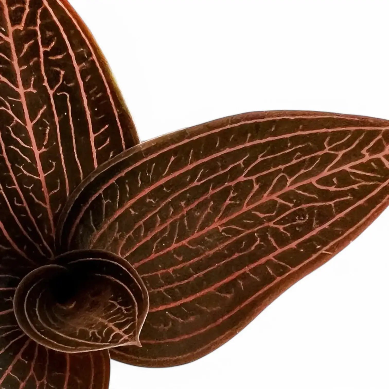 Anoectochilus roxburghii x Ludisia discolor 'Spiderman' – Blattdetail vor weißem Hintergrund..