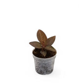 Anoectochilus roxburghii x Ludisia discolor 'Spiderman' Zimmerpflanze im Anzuchttopf vor weißem Hintergrund, Produktfoto 2.