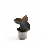 Anoectochilus sikkimensis potted plant in nursery pot on white background.