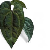 Anthurium 'Ace of Spades' – Blattdetail vor weißem Hintergrund..