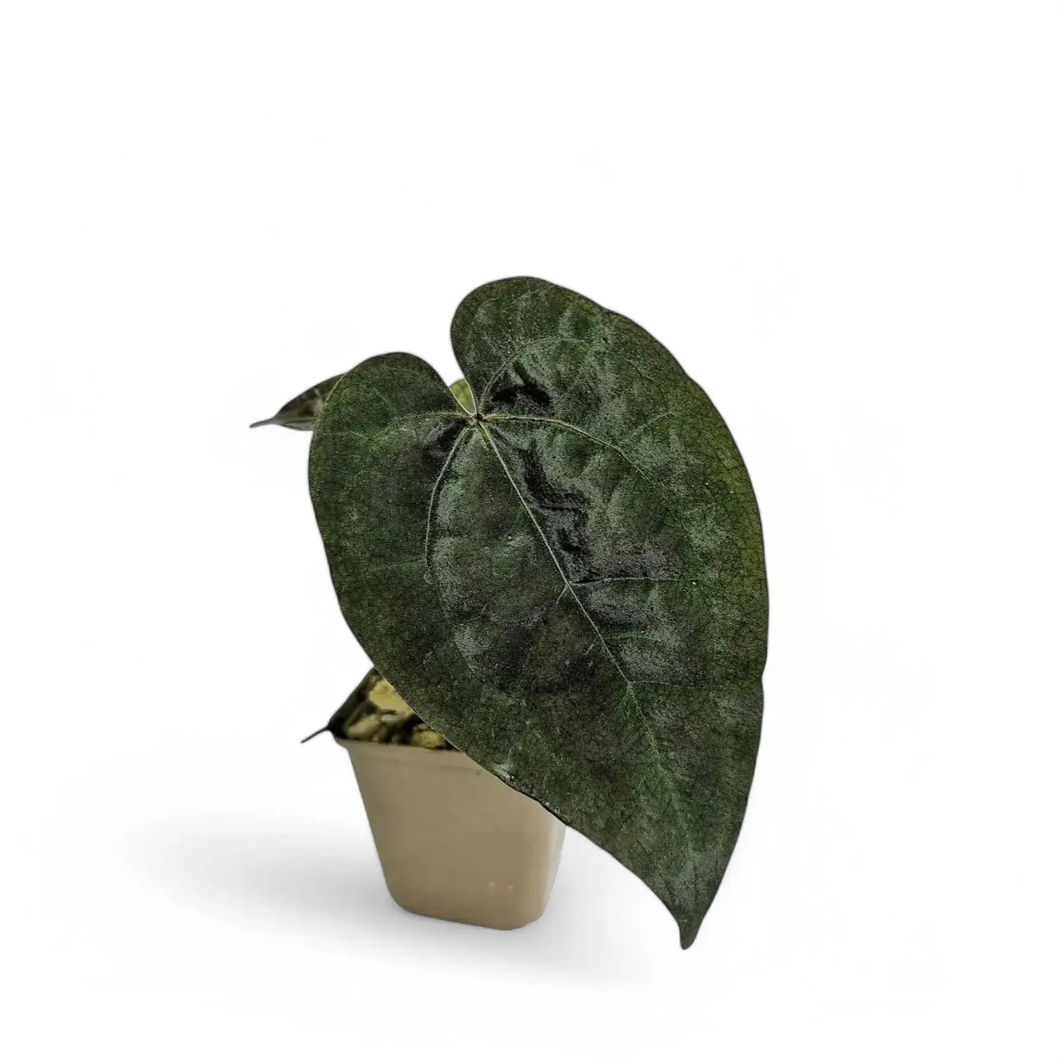 Anthurium 'Ace of Spades' | Foliage Factory