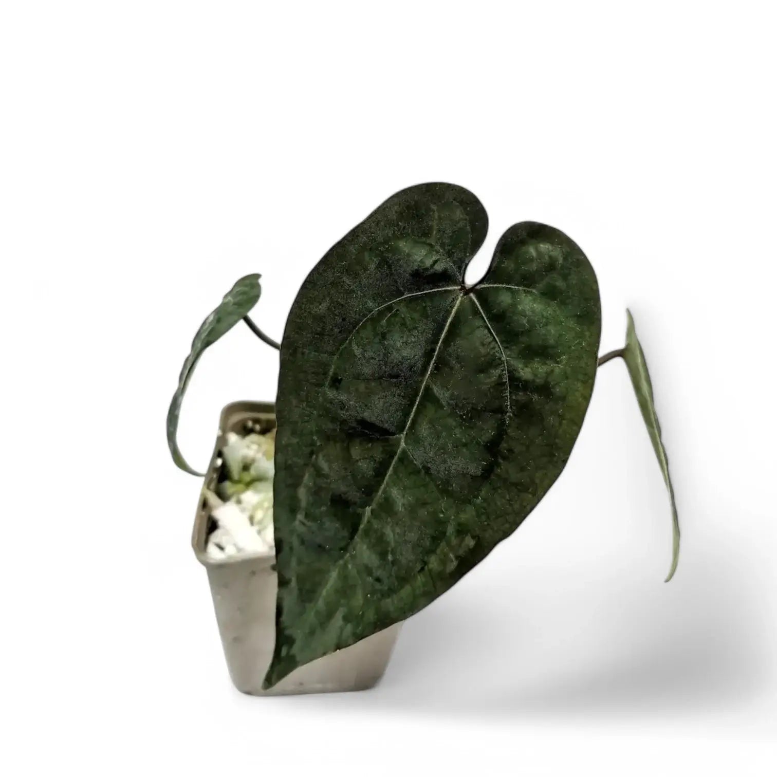 Anthurium 'Ace of Spades' | Foliage Factory