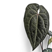 Anthurium 'Ace of Spades' Zimmerpflanze im Anzuchttopf vor weißem Hintergrund, Produktfoto 8.