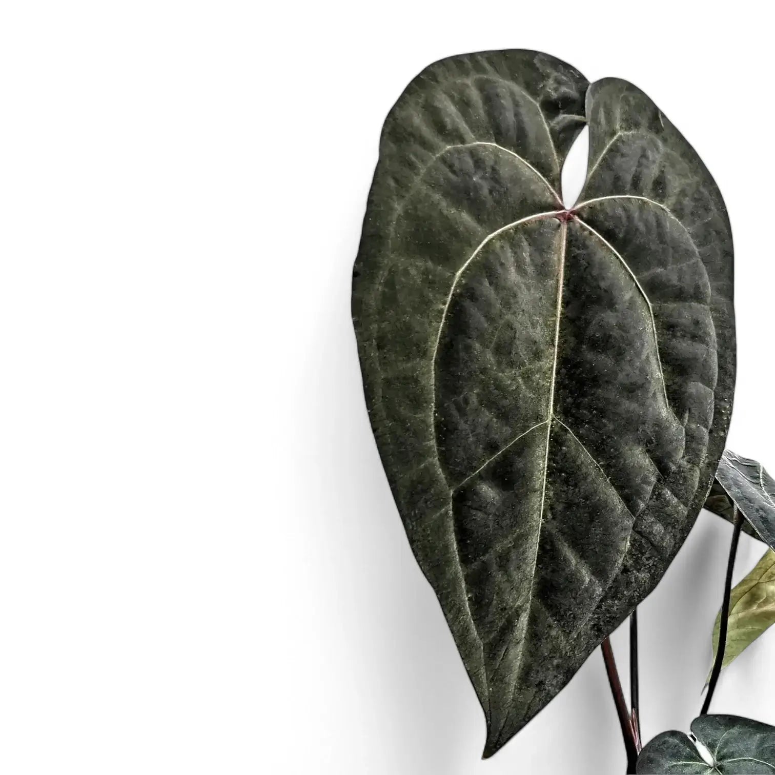 Anthurium 'Ace of Spades' Zimmerpflanze im Anzuchttopf vor weißem Hintergrund, Produktfoto 8.