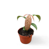 anthurium arisaemoides Anthurium arisaemoides – Tri-Lobed Bullate Anthurium