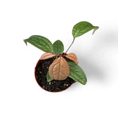 anthurium arisaemoides Anthurium arisaemoides – Tri-Lobed Bullate Anthurium