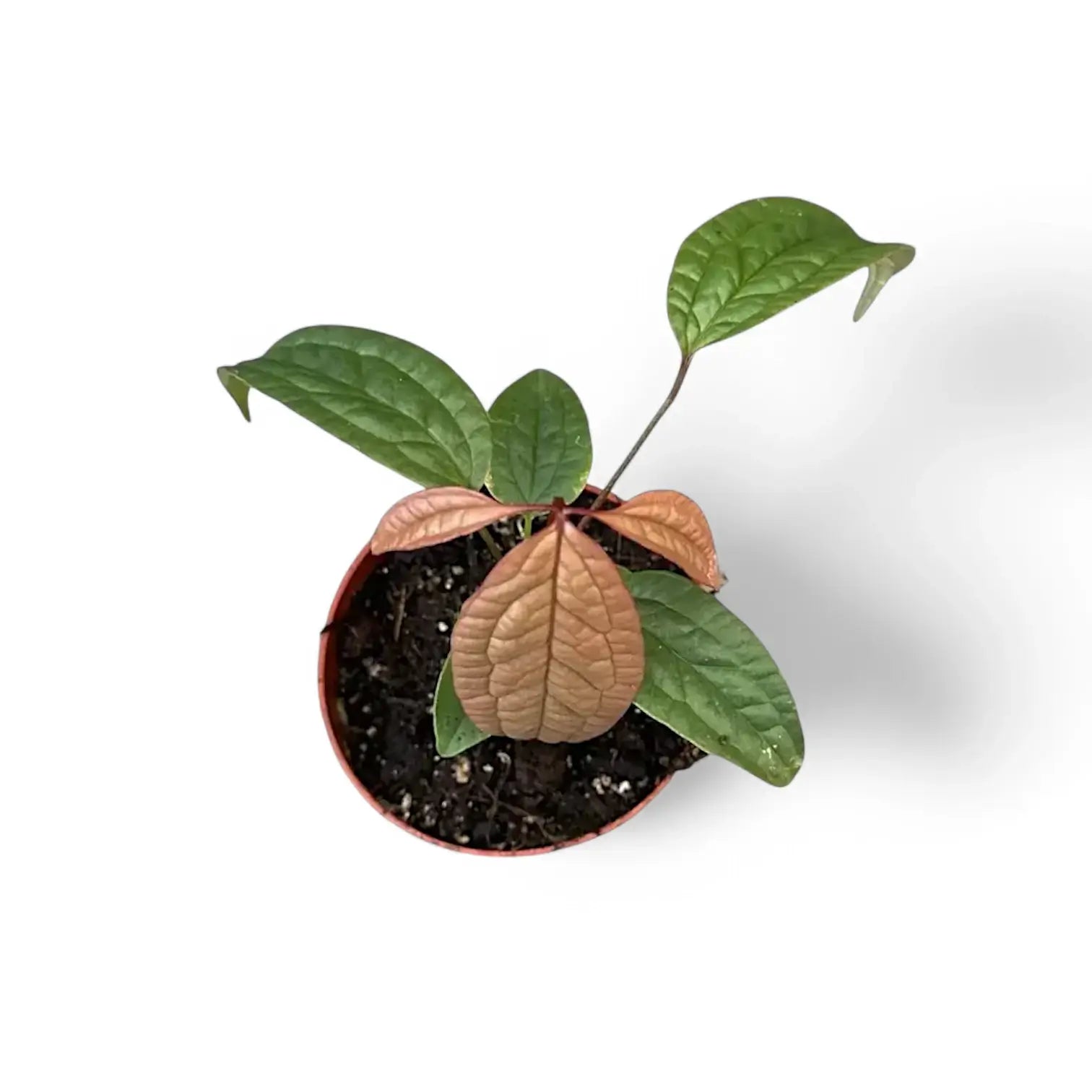 Anthurium arisaemoides potted plant in nursery pot on white background.