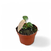 anthurium arisaemoides Anthurium arisaemoides – Tri-Lobed Bullate Anthurium