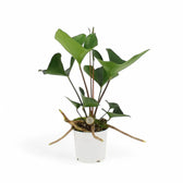 Anthurium 'Arrow' Zimmerpflanze im Anzuchttopf vor weißem Hintergrund, Produktfoto 2.
