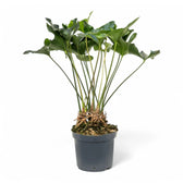 anthurium arrow plant Anthurium 'Arrow' – Glossy Arrow-Shaped Foliage