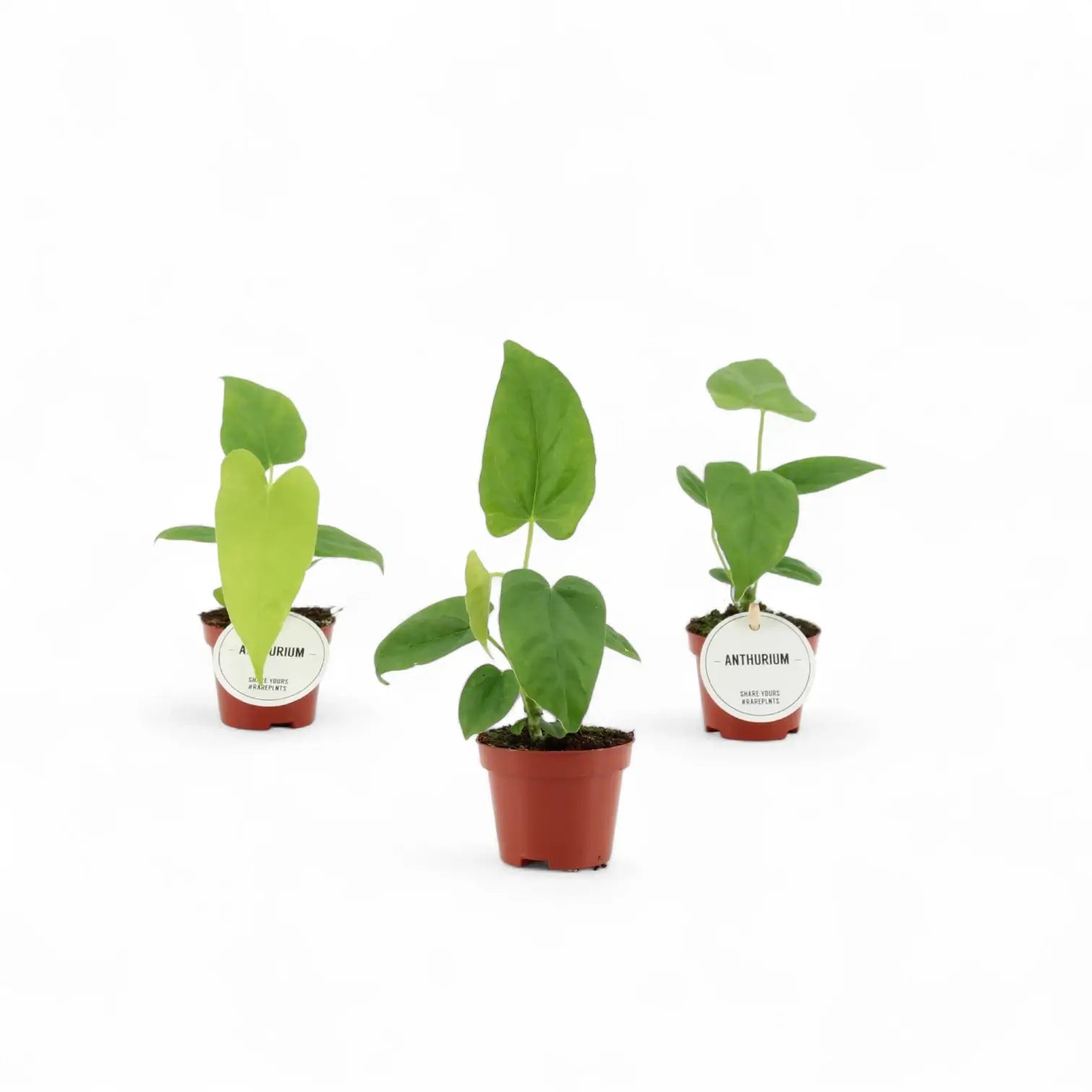 Anthurium balaoanum potted plant in nursery pot on white background.