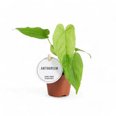 Anthurium balaoanum potted plant in nursery pot on white background.