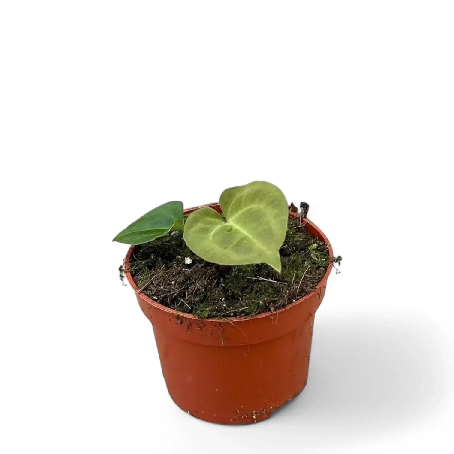 Anthurium besseae aff x forgetii potted plant in nursery pot on white background.
