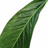 Anthurium 'Big Bill' (A. pendulifolium x cubense) close-up of leaf on white background.