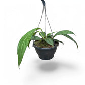 Anthurium 'Big Bill' (A. pendulifolium x cubense) potted plant in nursery pot on white background.