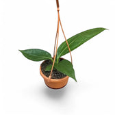 Anthurium 'Big Bill' (A. pendulifolium x cubense) potted plant in nursery pot on white background.