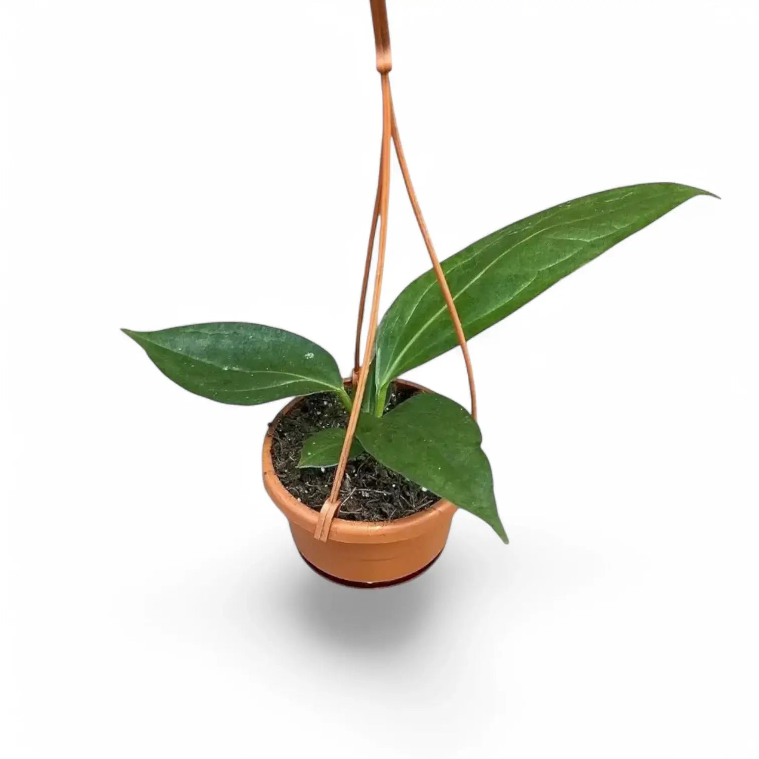 Anthurium 'Big Bill' (A. pendulifolium x cubense) potted plant in nursery pot on white background.