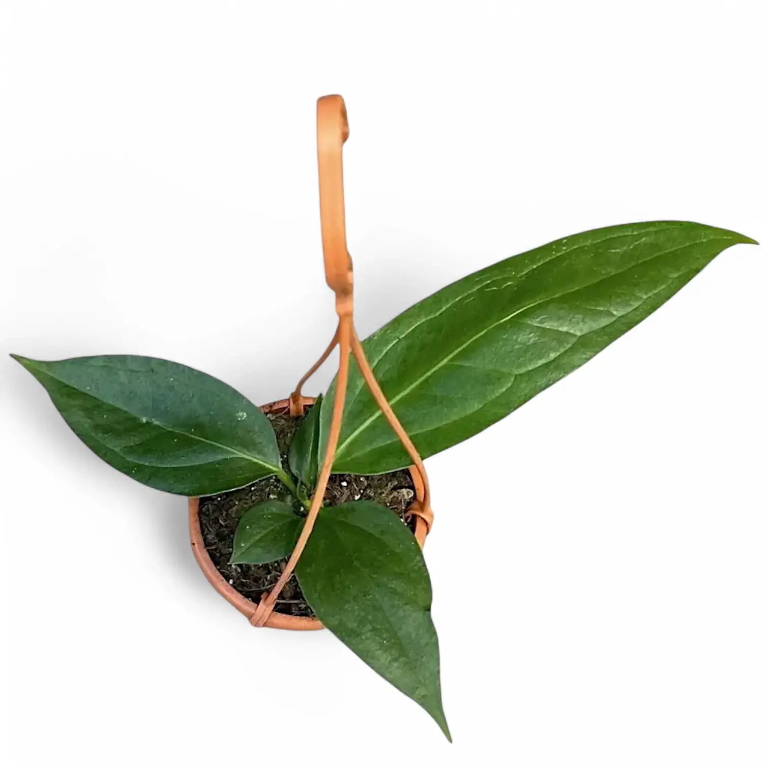 Anthurium 'Big Bill' (A. pendulifolium x cubense) potted plant in nursery pot on white background.