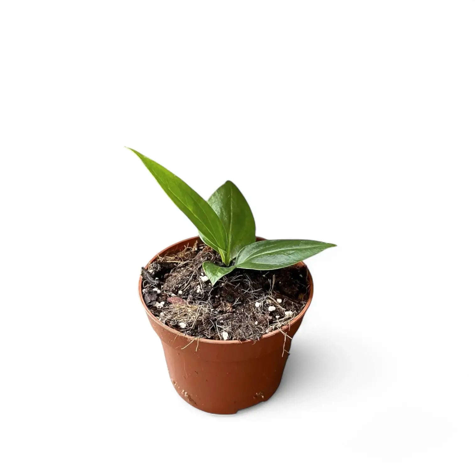Anthurium 'Big Bill' (A. pendulifolium x cubense) potted plant in nursery pot on white background.