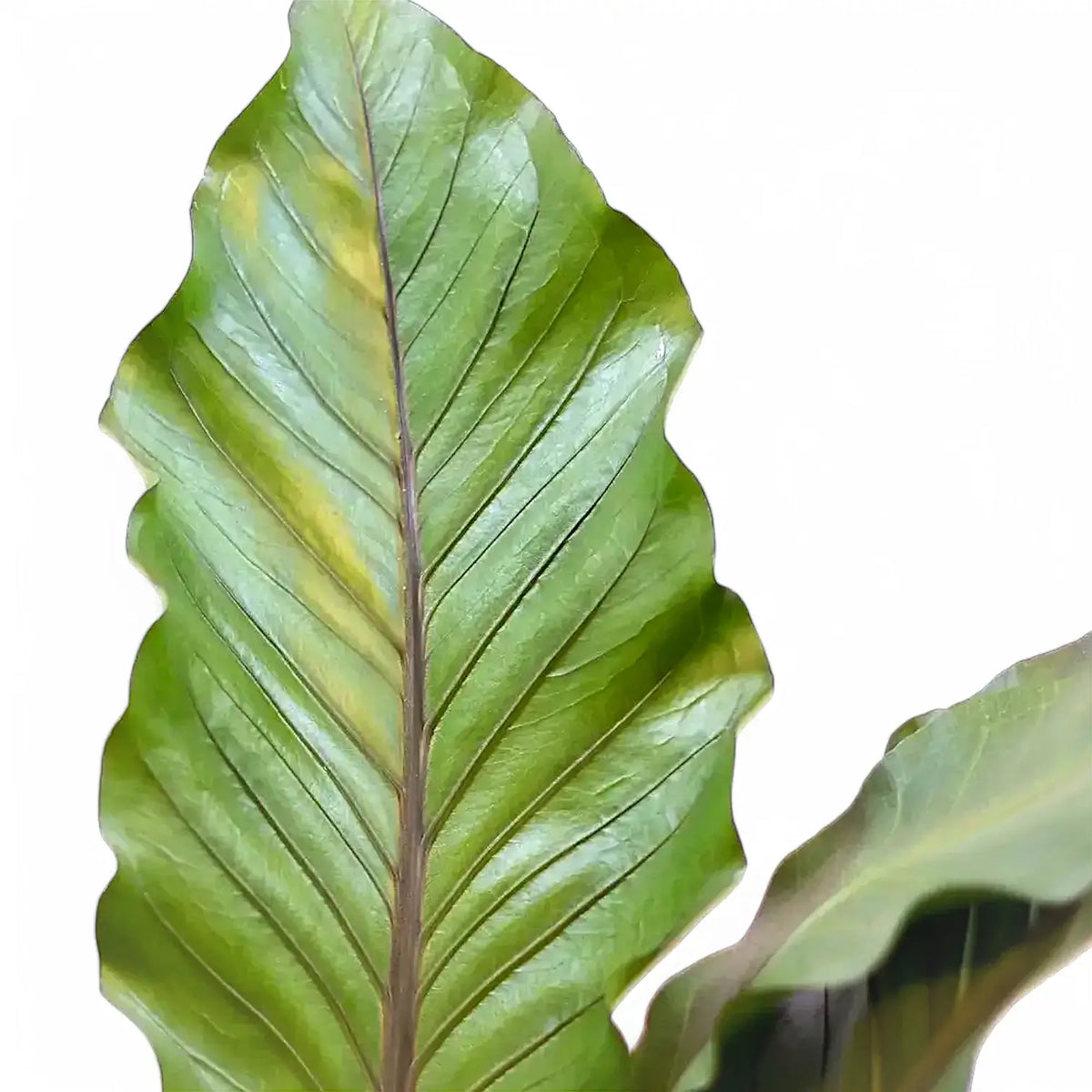 anthurium pachyneurium Anthurium 'Big Red Bird' – Dark Red Bird's Nest Anthurium