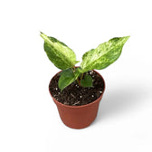 Anthurium bonplandii variegata – Topfpflanze im Kulturtopf vor weißem Hintergrund, Produktfoto 2.