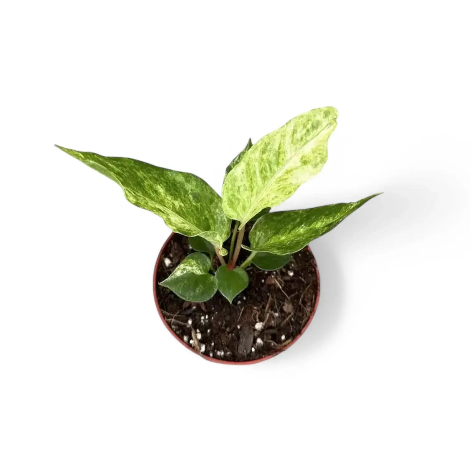 Anthurium bonplandii variegata – Topfpflanze im Kulturtopf vor weißem Hintergrund, Produktfoto 3.