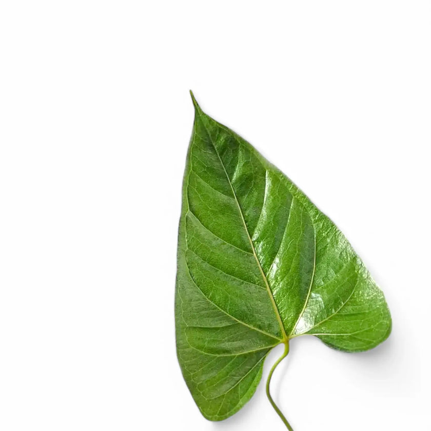 Anthurium chilmabajense close-up of leaf on white background.