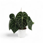 Anthurium clarinervium – Topfpflanze im Kulturtopf vor weißem Hintergrund, Produktfoto 3.