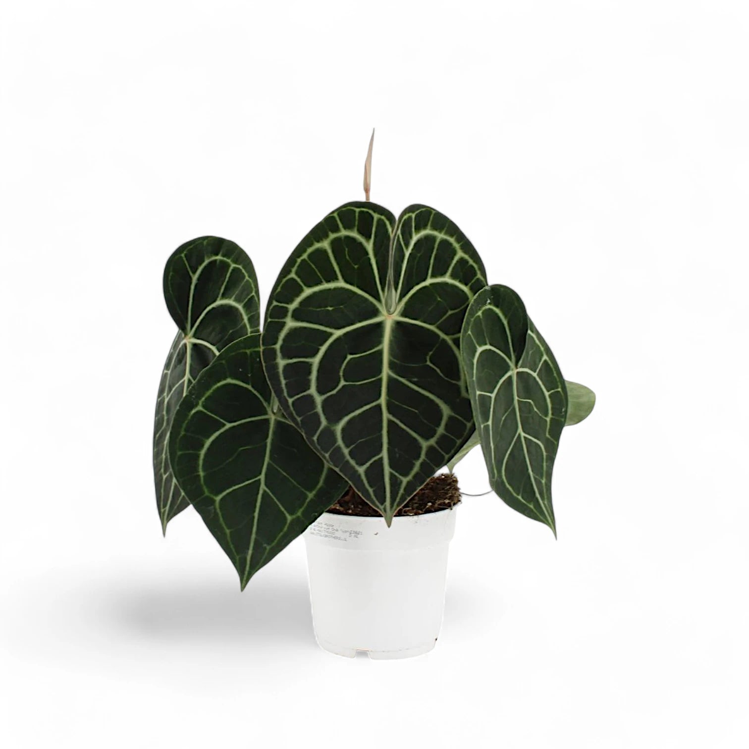 Anthurium clarinervium – Topfpflanze im Kulturtopf vor weißem Hintergrund, Produktfoto 3.