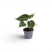 Anthurium clarinervium baby plant in a nursery pot.