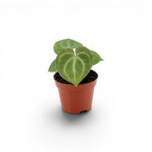 Anthurium clarinervium baby plant in a nursery pot.