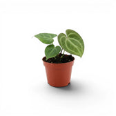 Anthurium clarinervium baby plant in a nursery pot.