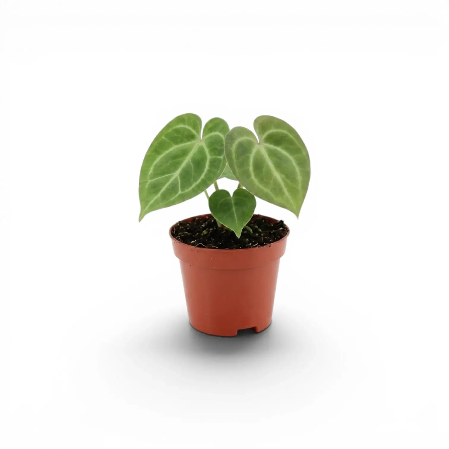 Anthurium clarinervium baby plant in a nursery pot.