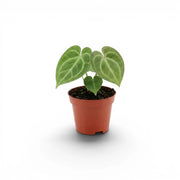 Anthurium clarinervium baby plant in a nursery pot.
